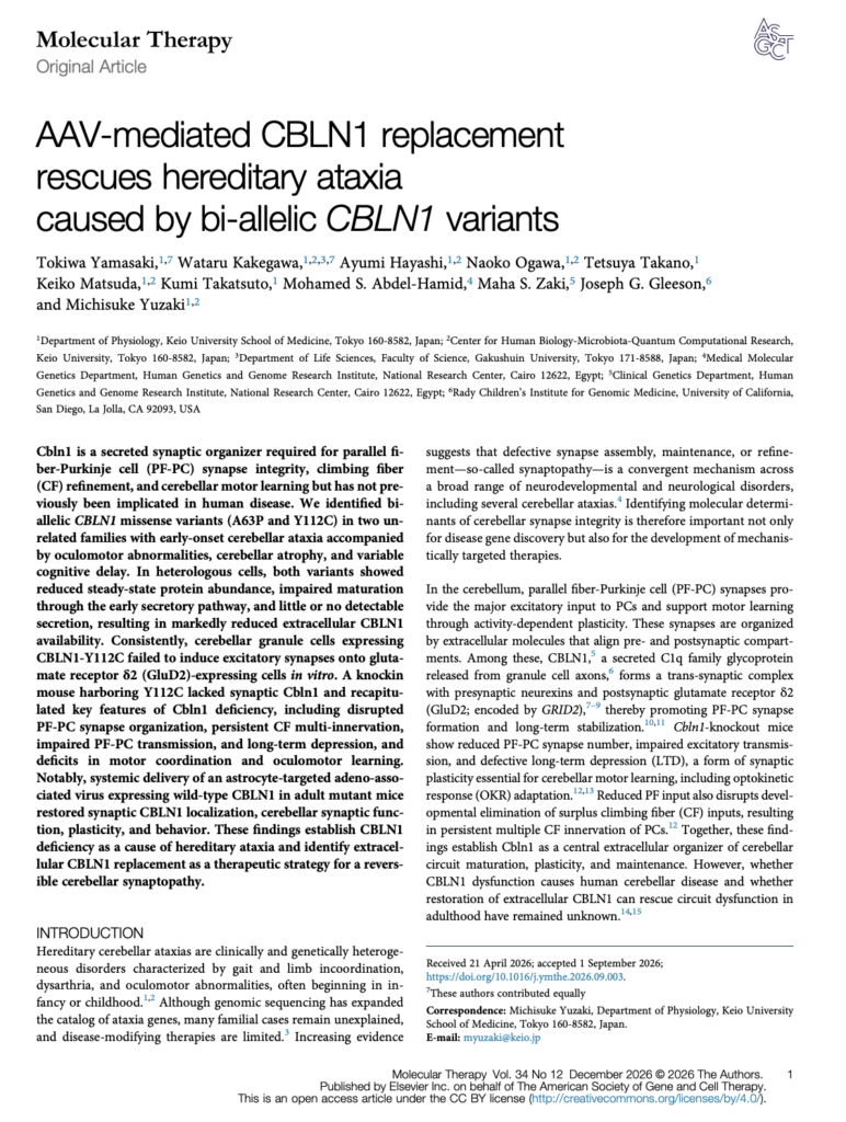 共同研究の論文がMolecular Therapyで出版されました(2026年9月2日）
